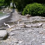Driftwood