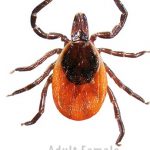 Black-legged-tick-Ixodes_scapularis.jpg