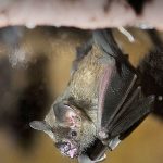 Bat.jpg