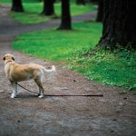 Lost-dog.jpg
