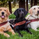 guide-dogs2.jpg