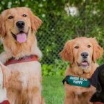 guide-dogs3.jpg