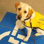 guidedogonboard-resize290.jpg