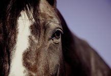 What’s new at PRANCE?