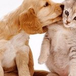 Joilene-Pets.jpg