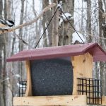 OSFN_201902_YoungNats_BRobin-4resize600
