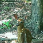 fawn-mcknightresize500.jpg