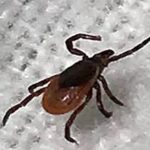 Black-legged-tickfeature-1-150×150.jpg