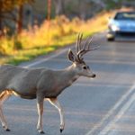 Deer-Crossing-Road file 2016