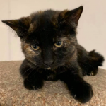 Animal Shelter