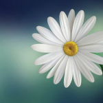 April Daisy and Sweet Pea