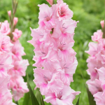 August Gladiolus