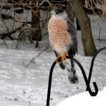 Coopers Hawk