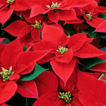 Dec . Poinsettia