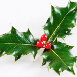 December Holly