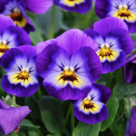 Feb violet