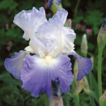 February Iris or violet