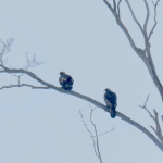 Golden Eagles Chesley