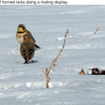 Horned larks mating