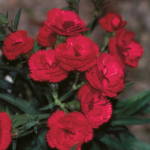 January carnation