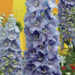 July Larkspur and Waterlily