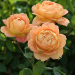 June rose