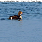 King Elder duck 1st year