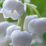May Lily of the Valley