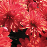 November Mum
