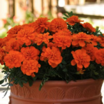 October Marigold