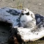 Piping plover