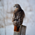 Red Tail Hawk