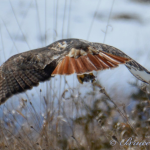 Red Tail Hawk 2