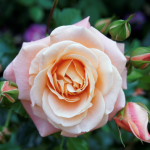 Rose pink