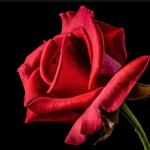 Rose red
