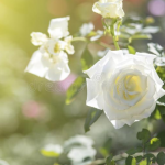 Rose white
