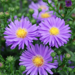 September Aster