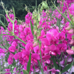 Sweet pea