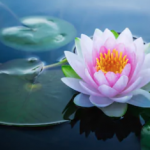 Waterlily