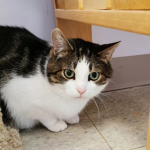 Shelter Gene