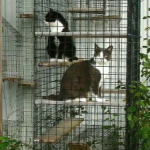 Animal Shelter Catio