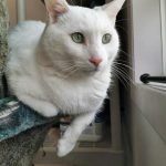 Casper