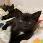 Rufus and Midnight