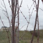 Hospital trees