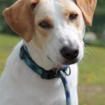 Otis 2