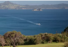A view from Whitianga: Lilies for the avid gardener