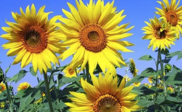 Growing sunflowers by HappyDIYHome New Zealand