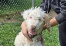 Pet of the Week: A beautiful gentle guy who needs love and patience