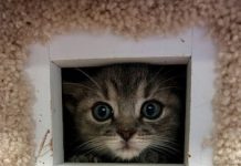 Pet of the Week: Adorable Hope