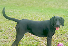 Pet of the Week: Big, boisterous and lots of fun